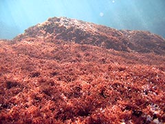 Pterocladilella, the favourtie food of Honokowai honu