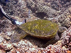 Wana sprawls on the reef while her PIT tag is read.