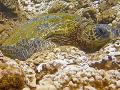 Zeus, the male we've known the longest