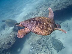 A slightly upsetting glimpse of Ho'omalu