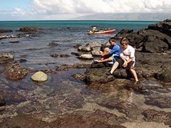 The right way to watch basking honu