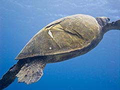 Disturbing reminder of the danger of prop strike