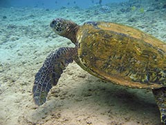 We catch a glimpse of 605C