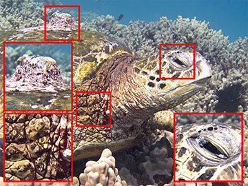 Masha Kai in December 2010