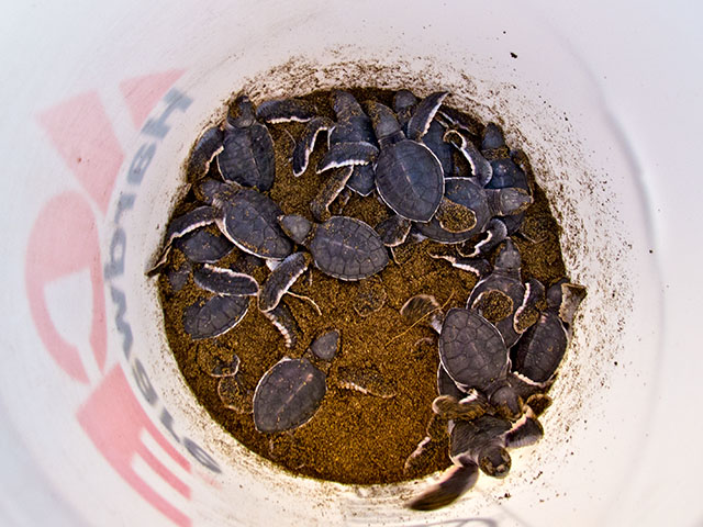 17 rescued hatchlings