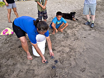 Glynnis Nakai, US F&WS, releases rescued hatchlings
