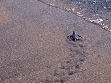 Rescued hatchling reaching the sea