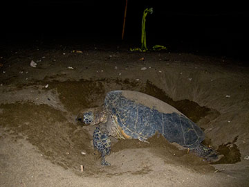 5690 nesting, July 23, 2011