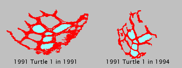 Facial patterns for 1991 Turtle 1