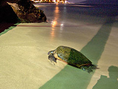 Male honu sleeping on the sands in front of the Nohonai