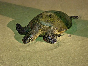 Male honu sleeps on the beach at the Nohonani