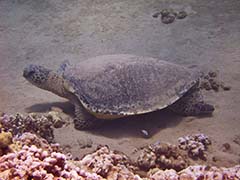 Blue, known since 2000