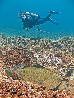 Your author and anonymous honu