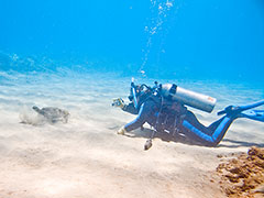 Ursula and the teeny honu