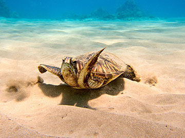 Our summer sweetheart flinging sand
