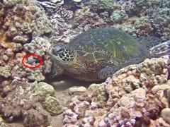 Small toby on approach