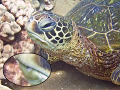 Tale of the toby comes to a sad end