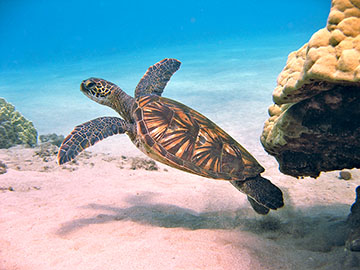 Honokowai's new recruit