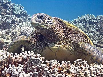 A portrait of Pu'ipu'i (U-249)