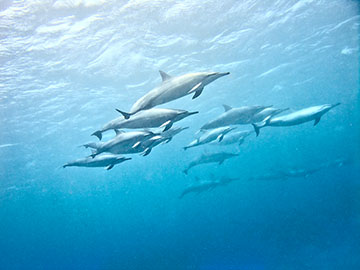 Spinner dolphin swim-by, July 20,2009