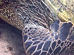 Close-up of the scar left by the fishing line