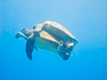 A male honu gets a bit too friendly with his equally male companion