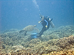 The honu begins circling