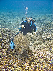 The honu sets up for another nibble