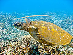 The cornet fish hovers above the honu...