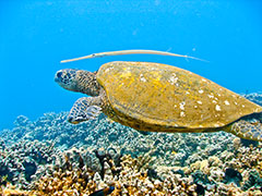 ...and stays there...