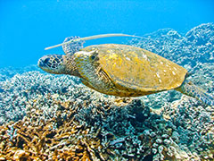 ...and sticks right with the honu...
