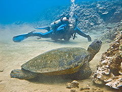 2009 number 218, Raphael