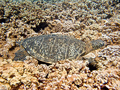 2009 number 132, Tiamat