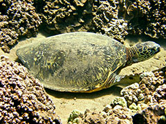 2009 number 137, unnamed