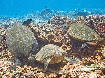 Honu squabbling in a Turtle Trample
