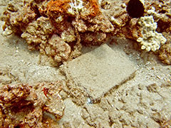 Osha Gray Davidson's book, anchored at the Turtle House