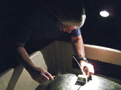Marc Rice works on mounting a satellite transmitter atop Masha Kai's carapace