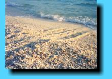 Turtle tracks, East Island