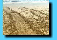 Turtle tracks, Lahaina