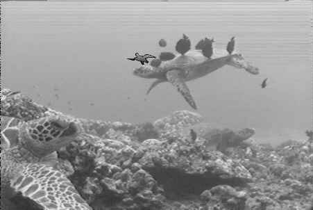 Underwater Maui