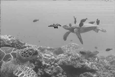 Underwater Maui