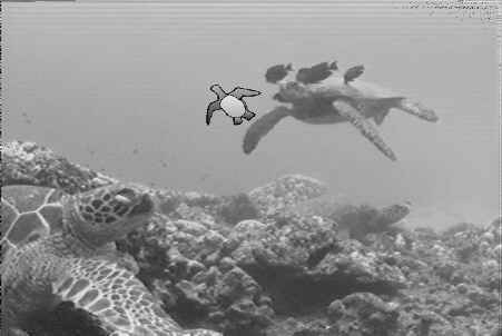 Underwater Maui