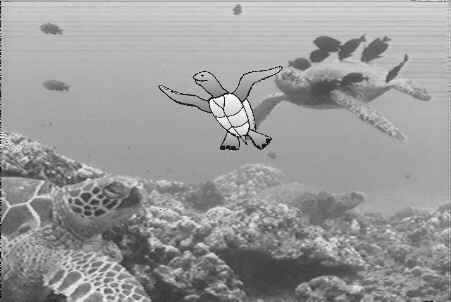 Underwater Maui