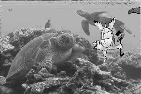 Underwater Maui