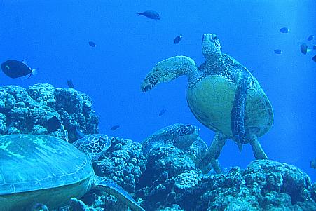 Underwater Maui