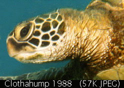 Clothahump 1988 (Fetches a 68K JPEG)