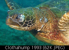 Clothahump 1993 (Fetches a 62K JPEG)