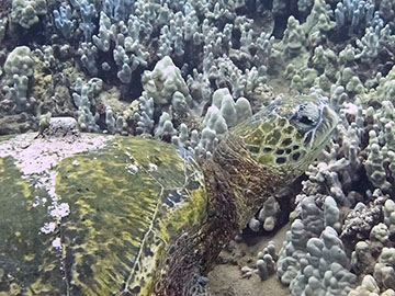 Masha Kai in July 2011