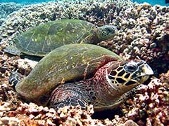 Kiniana and honu resting together