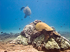 1996 Turtle 12 atop a coral head